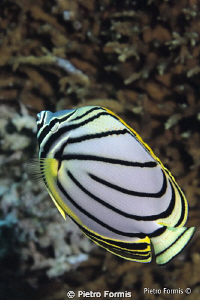 Maldives Suvadiva by Pietro Formis 